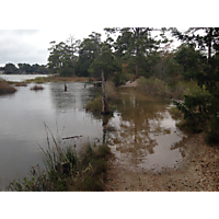 King tide Virginia Beach image